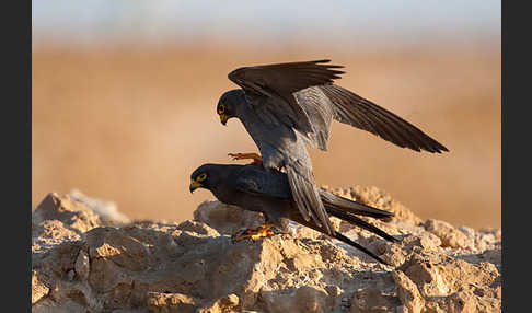 Schieferfalke (Falco concolor)