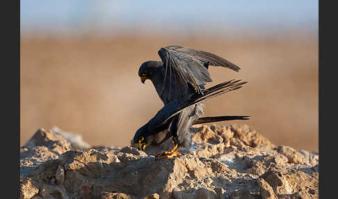 Schieferfalke (Falco concolor)