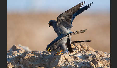 Schieferfalke (Falco concolor)