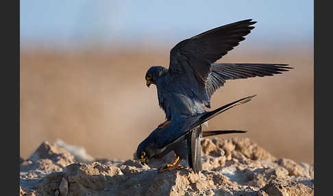 Schieferfalke (Falco concolor)