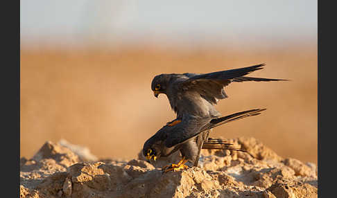 Schieferfalke (Falco concolor)