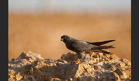 Schieferfalke (Falco concolor)