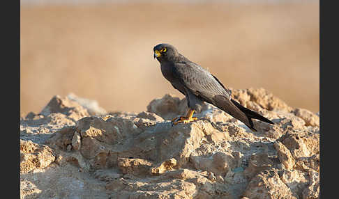 Schieferfalke (Falco concolor)