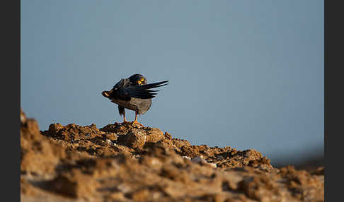 Schieferfalke (Falco concolor)