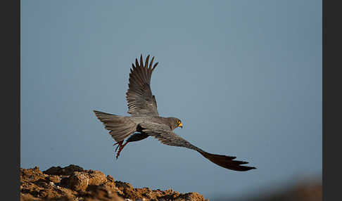 Schieferfalke (Falco concolor)