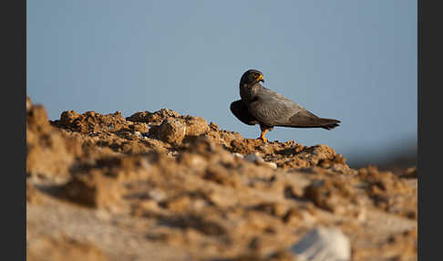 Schieferfalke (Falco concolor)