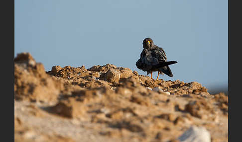 Schieferfalke (Falco concolor)