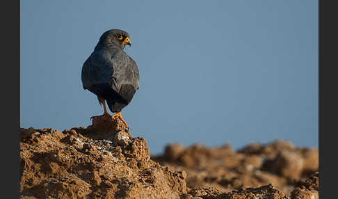 Schieferfalke (Falco concolor)