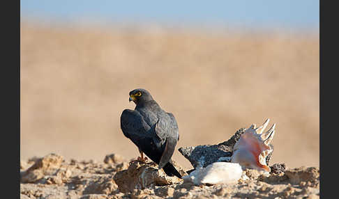 Schieferfalke (Falco concolor)