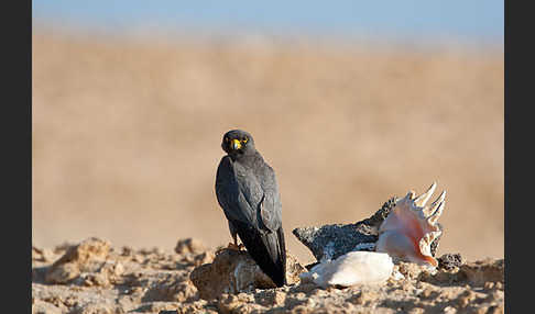 Schieferfalke (Falco concolor)