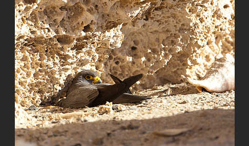 Schieferfalke (Falco concolor)