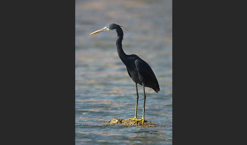 Küstenreiher (Egretta gularis gularis)