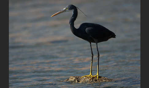 Küstenreiher (Egretta gularis gularis)