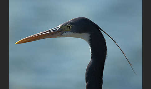 Küstenreiher (Egretta gularis gularis)