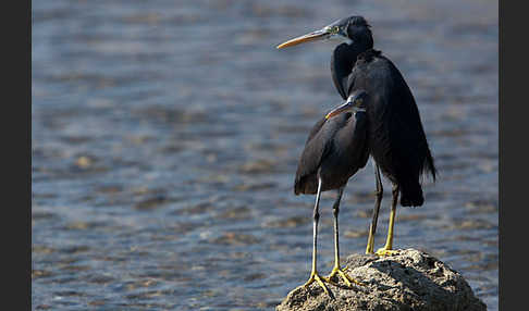 Küstenreiher (Egretta gularis gularis)