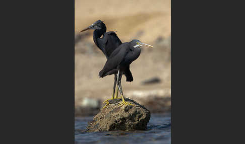 Küstenreiher (Egretta gularis gularis)