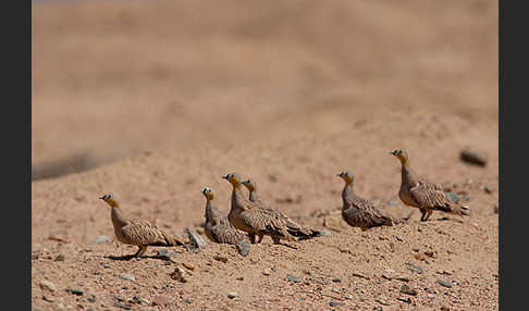 Kronenflughuhn (Pterocles coronatus)