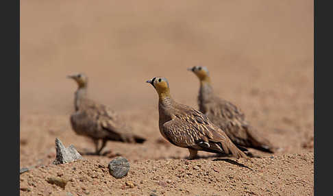 Kronenflughuhn (Pterocles coronatus)