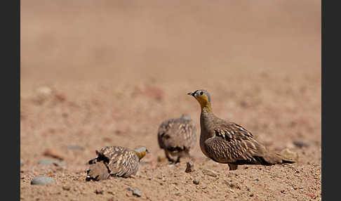 Kronenflughuhn (Pterocles coronatus)