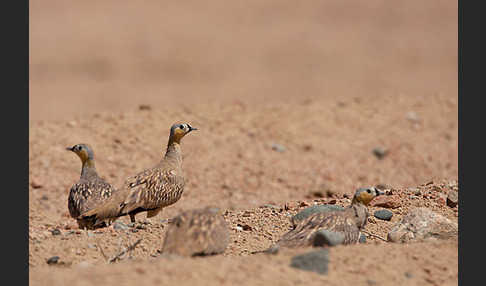 Kronenflughuhn (Pterocles coronatus)