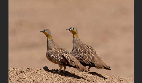 Kronenflughuhn (Pterocles coronatus)