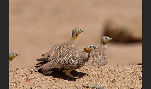 Kronenflughuhn (Pterocles coronatus)