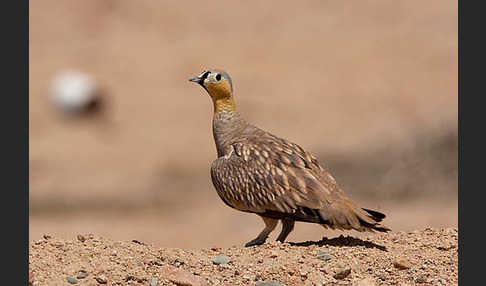 Kronenflughuhn (Pterocles coronatus)