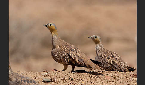 Kronenflughuhn (Pterocles coronatus)