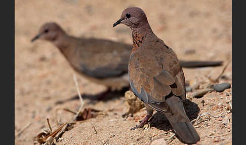 Palmtaube (Streptopelia senegalensis)