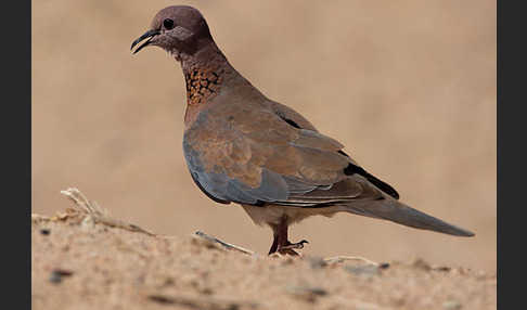 Palmtaube (Streptopelia senegalensis)