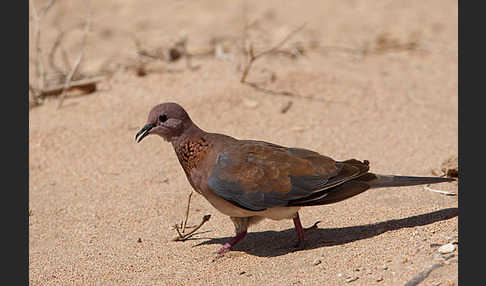 Palmtaube (Streptopelia senegalensis)