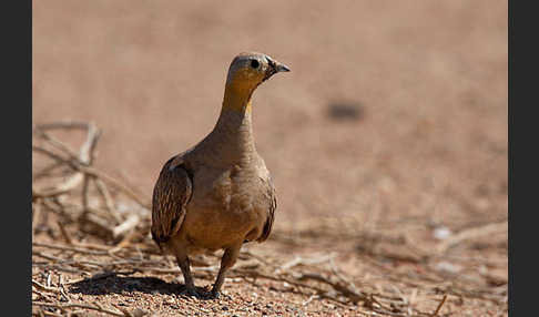 Kronenflughuhn (Pterocles coronatus)