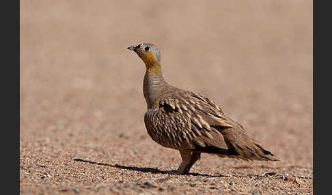 Kronenflughuhn (Pterocles coronatus)