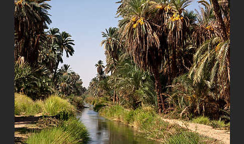 Aegypten (Egypt)