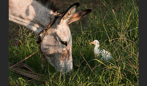 Hausesel (Equus asinus)