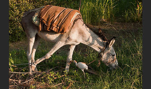 Hausesel (Equus asinus)