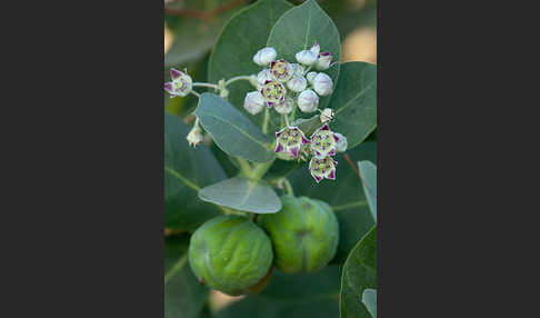 Fettblattbaum (Calotropis procera)