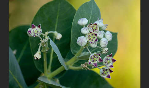 Fettblattbaum (Calotropis procera)