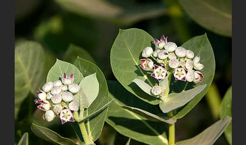 Fettblattbaum (Calotropis procera)