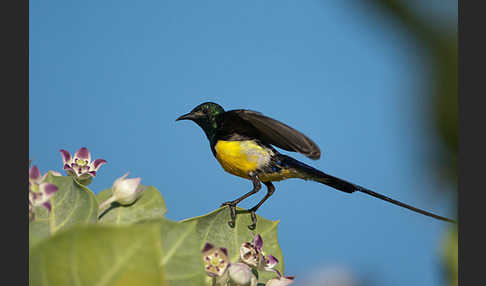 Erznektarvogel (Anthreptes metallicus)