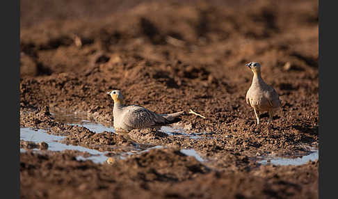 Kronenflughuhn (Pterocles coronatus)