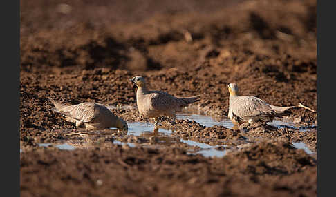 Kronenflughuhn (Pterocles coronatus)