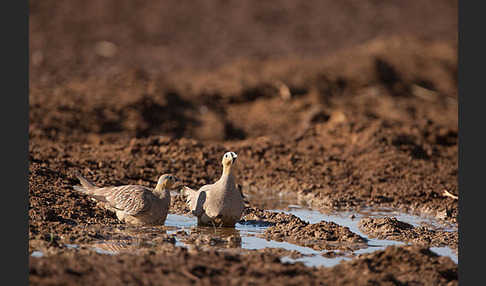 Kronenflughuhn (Pterocles coronatus)