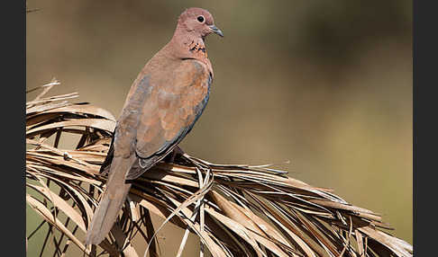 Palmtaube (Streptopelia senegalensis)