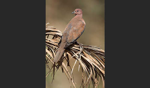 Palmtaube (Streptopelia senegalensis)