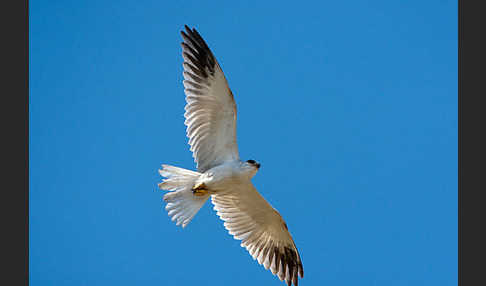 Gleitaar (Elanus caeruleus)