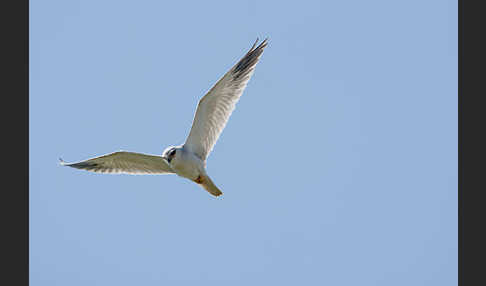 Gleitaar (Elanus caeruleus)