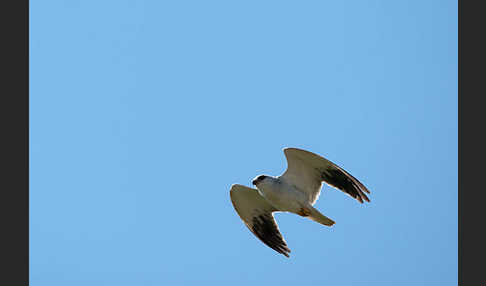 Gleitaar (Elanus caeruleus)