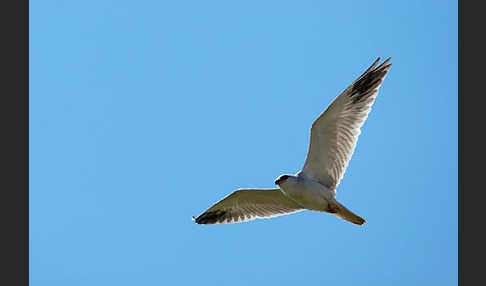 Gleitaar (Elanus caeruleus)