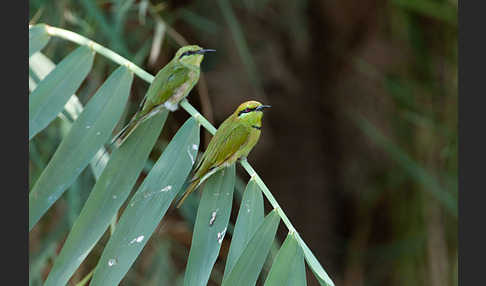 Smaragdspint (Merops orientalis)